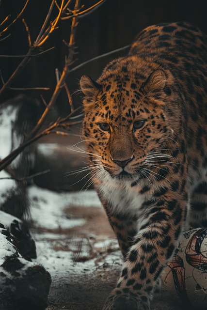 amur leopard, leopard, feline, predator, stalker, animal, cat, hunter, spotted, fur, winter, snow, cold, nature, pet, captive